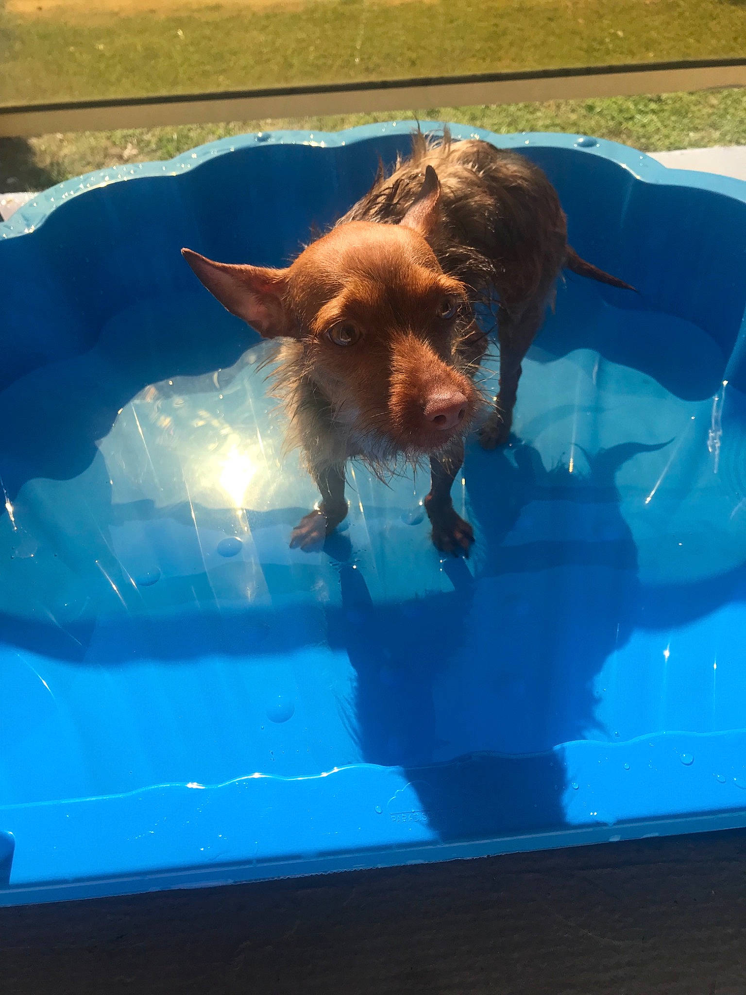 Naya participe au concours pour gagner de l'argent avec cette photo : canidae, carnivore, dog, dog_breed, english_cocker_spaniel, fawn, irish_setter, spaniel, sporting_group, summer, vizsla