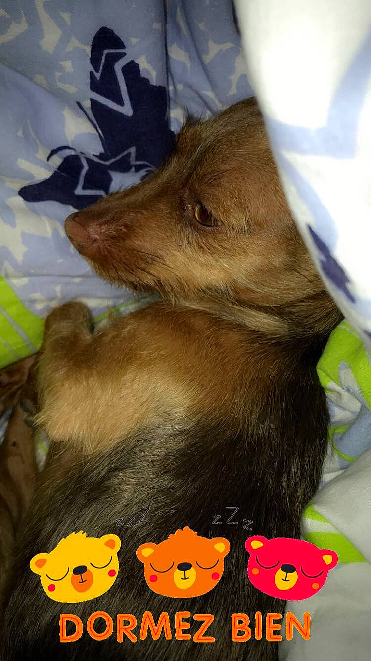 Naya participe au concours pour gagner de l'argent avec cette photo : canidae, carnivore, dog, dog_breed, puppy, snout