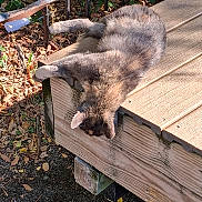 Snickers is registered to the contest to win money with this photo: cat, gray_cat, sleeping, resting, outdoor, bench, wood, garden, leaves, fur, animal, pet, relaxed, lounging, sunlight, shadow, backyard, nature, whiskers, cute