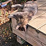 cat, gray_cat, sleeping, resting, outdoor, bench, wood, garden, leaves, fur, animal, pet, relaxed, lounging, sunlight, shadow, backyard, nature, whiskers, cute