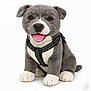 black_nose, brown_eyes, cute, dog, front_view, gray_fur, harness, indoor, paws, pet_accessory, plush_dog, presentational, realistic_toy, sitting, soft_texture, studio_photo, stuffed_animal, tongue, toy, white_background