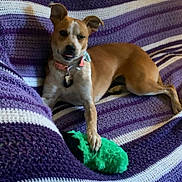 Bingo is registered to the contest to win money with this photo: dog, toy, blanket, purple, striped, knitted, pet, collar, playful, paw, relaxed, indoor, cute, animal, furry, small_dog, cheeky, resting, comfort, home