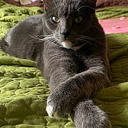 Lavender joined the competition — help win amazing prizes! cat, gray_cat, pet, animal, feline, whiskers, paws, bedroom, blanket, quilt, indoor, relaxed, resting, fur, domestic_cat, cute, portrait, closeup, home, sleepy