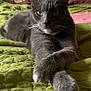 cat, gray_cat, pet, animal, feline, whiskers, paws, bedroom, blanket, quilt, indoor, relaxed, resting, fur, domestic_cat, cute, portrait, closeup, home, sleepy