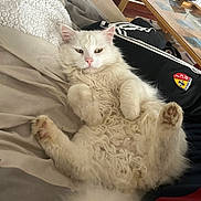 Tounet a rejoint le concours — aidez-le/la à gagner de superbes lots ! angora, animal, bed, bedroom, blanket, cat, computer, couch, cushion, electronics, furniture, homedecor, indoors, kitten, laptop, manx, person, pet, room, sleeping