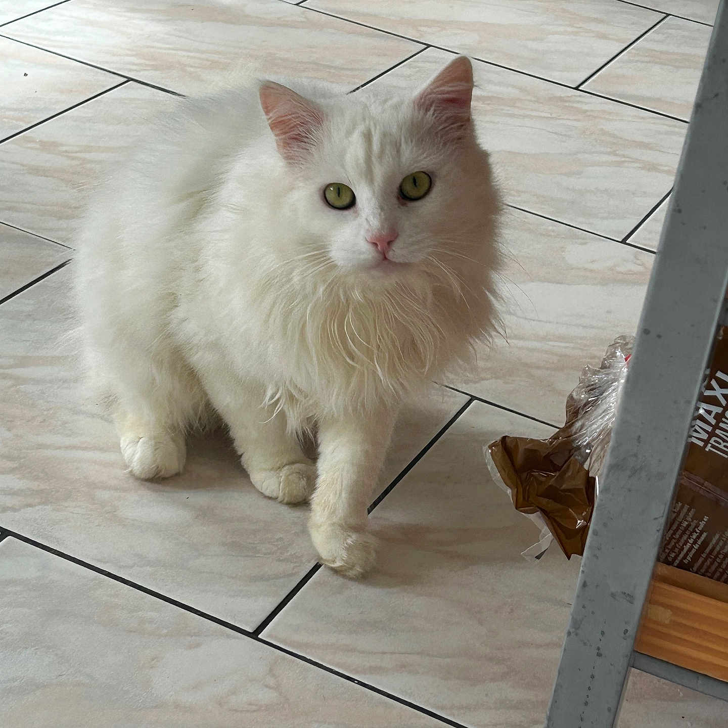 Tounet a rejoint le concours — aidez-le/la à gagner de superbes lots ! abyssinian, accessories, angora, animal, canine, cat, dog, eskimodog, flagstone, hardwood, kitten, manx, path, pet, plywood, slate, strap, tile, walkway, wood