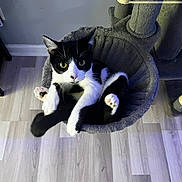 Minx is registered to the contest to win money with this photo: cat, black_and_white, cat_hammock, cat_tree, indoor, pet, animal, curious, wide_eyes, plush, feline, cozy, fur, whiskers, paws, flooring, wooden_floor, relaxed, cute, domestic