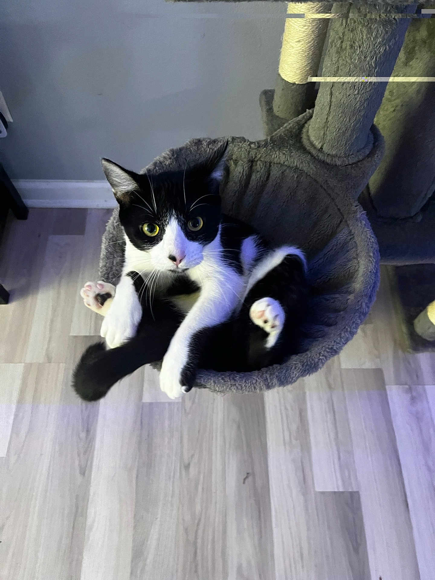 Minx is registered to the contest to win money with this photo: cat, black_and_white, cat_hammock, cat_tree, indoor, pet, animal, curious, wide_eyes, plush, feline, cozy, fur, whiskers, paws, flooring, wooden_floor, relaxed, cute, domestic