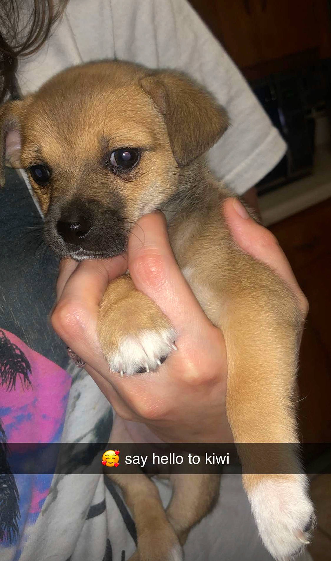 Kiwi is registered to the contest to win money with this photo: black_mouth_cur, border_terrier, canidae, carnivore, chihuahua, chinook, companion_dog, dog, dog_breed, fawn, mammal, puggle, puppy, rare_breed_dog, snout, vertebrate