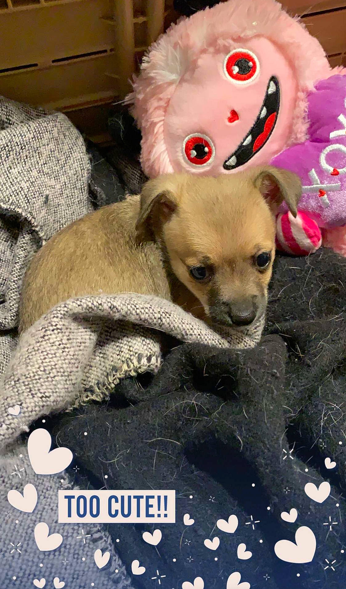 Kiwi joined the competition — help win amazing prizes! canidae, carnivore, chihuahua, companion_dog, dog, dog_breed, dog_clothes, ear, fawn, fur, non_sporting_group, paw, photo_caption, puppy, puppy_love, snout, street_dog, toy_dog