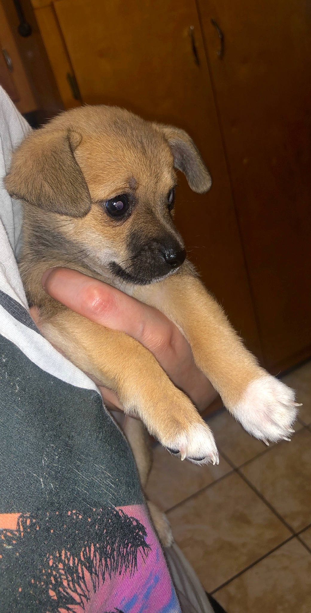 Kiwi joined the competition — help win amazing prizes! beagador, black_mouth_cur, canidae, carnivore, chinook, companion_dog, dog, dog_breed, fawn, mammal, potcake_dog, puppy, rare_breed_dog, snout, sporting_group, street_dog, vertebrate, whiskers