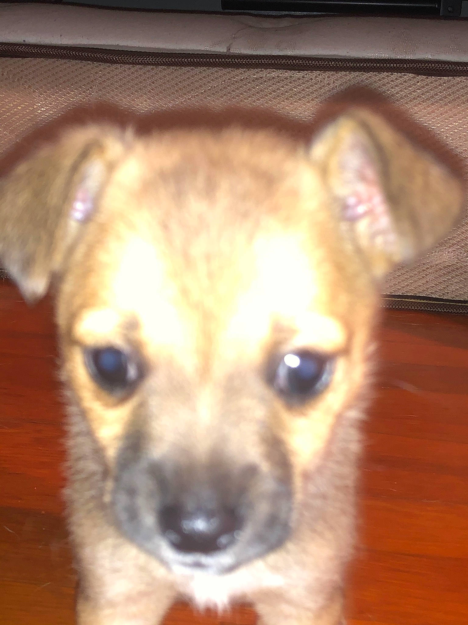 Kiwi joined the competition — help win amazing prizes! border_terrier, canidae, carnivore, chihuahua, companion_dog, dog, dog_breed, ear, eye, fawn, feist, mammal, nose, puppy, rare_breed_dog, snout, sporting_group, street_dog, vertebrate, whiskers