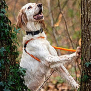 Lady a rejoint le concours — aidez-le/la à gagner de superbes lots ! dog, white_dog, orange_leash, trees, forest, nature, outdoor, animal, pet, happy_dog, playful, leaves, bark, canine, fur, collar, spring, wildlife, tree_trunk, grass