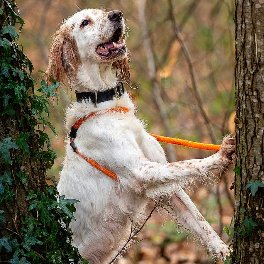 Lady a rejoint le concours — aidez-le/la à gagner de superbes lots ! dog, white_dog, orange_leash, trees, forest, nature, outdoor, animal, pet, happy_dog, playful, leaves, bark, canine, fur, collar, spring, wildlife, tree_trunk, grass
