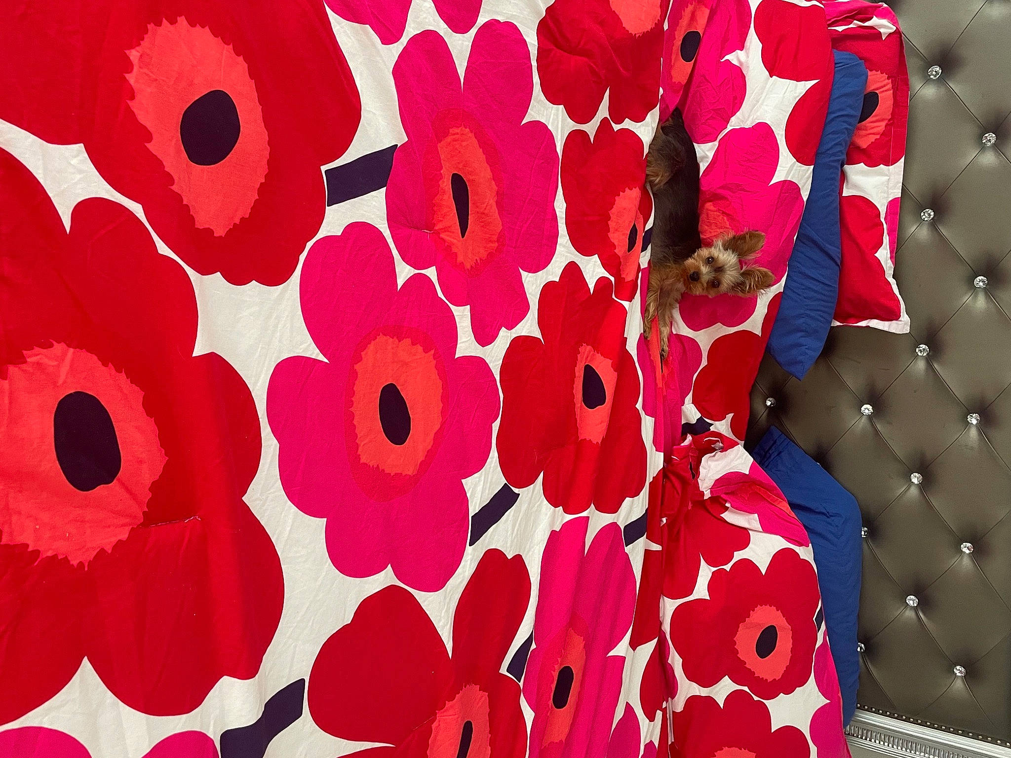 Ethan joined the competition — help win amazing prizes! art, carmine, circle, creative_arts, design, event, flowering_plant, font, illustration, linens, magenta, material_property, organism, pattern, petal, pink, plant, red, sleeve, textile