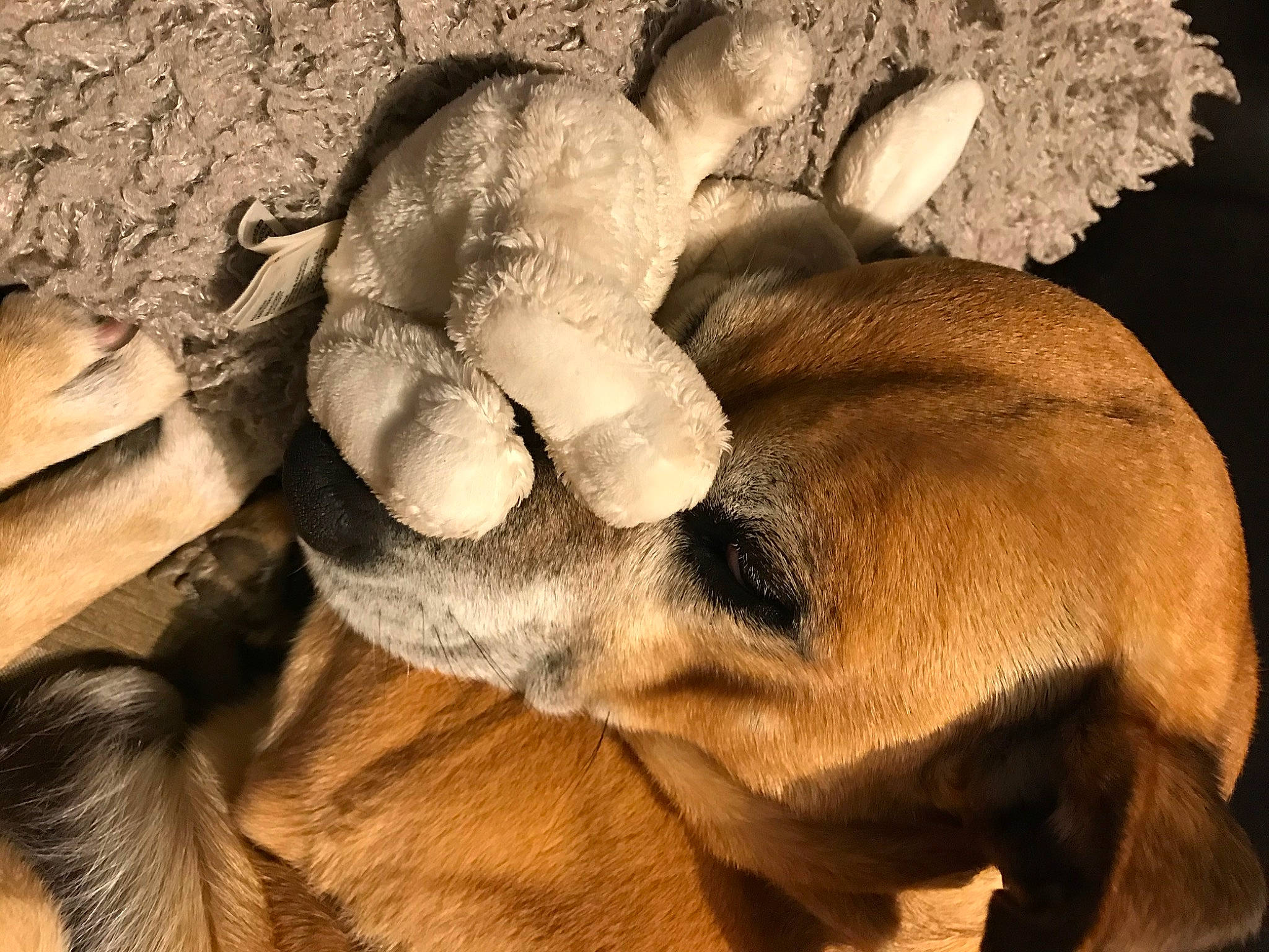 Jah participe au concours pour gagner de l'argent avec cette photo : big_cats, carnivore, comfort, companion_dog, dog, dog_breed, fawn, felidae, fur, liver, paw, snout, sporting_group, tail, terrestrial_animal, whiskers, wildlife, wood, working_animal, wrinkle