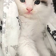 Sulli is registered to the contest to win money with this photo: animal, blanket, cat, cozy, cute, cute_animal, eyes, fluffy, fur, gray, indoors, kitten, looking, pet, portrait, small, snug, soft, white, young