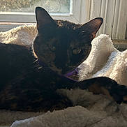 Cleo joined the competition — help win amazing prizes! cat, tortoiseshell, pet, animal, indoor, blanket, window, sunlight, cozy, fur, resting, domestic, purple_collar, whiskers, soft_texture, relaxing, shadow, closeup, eye, ear