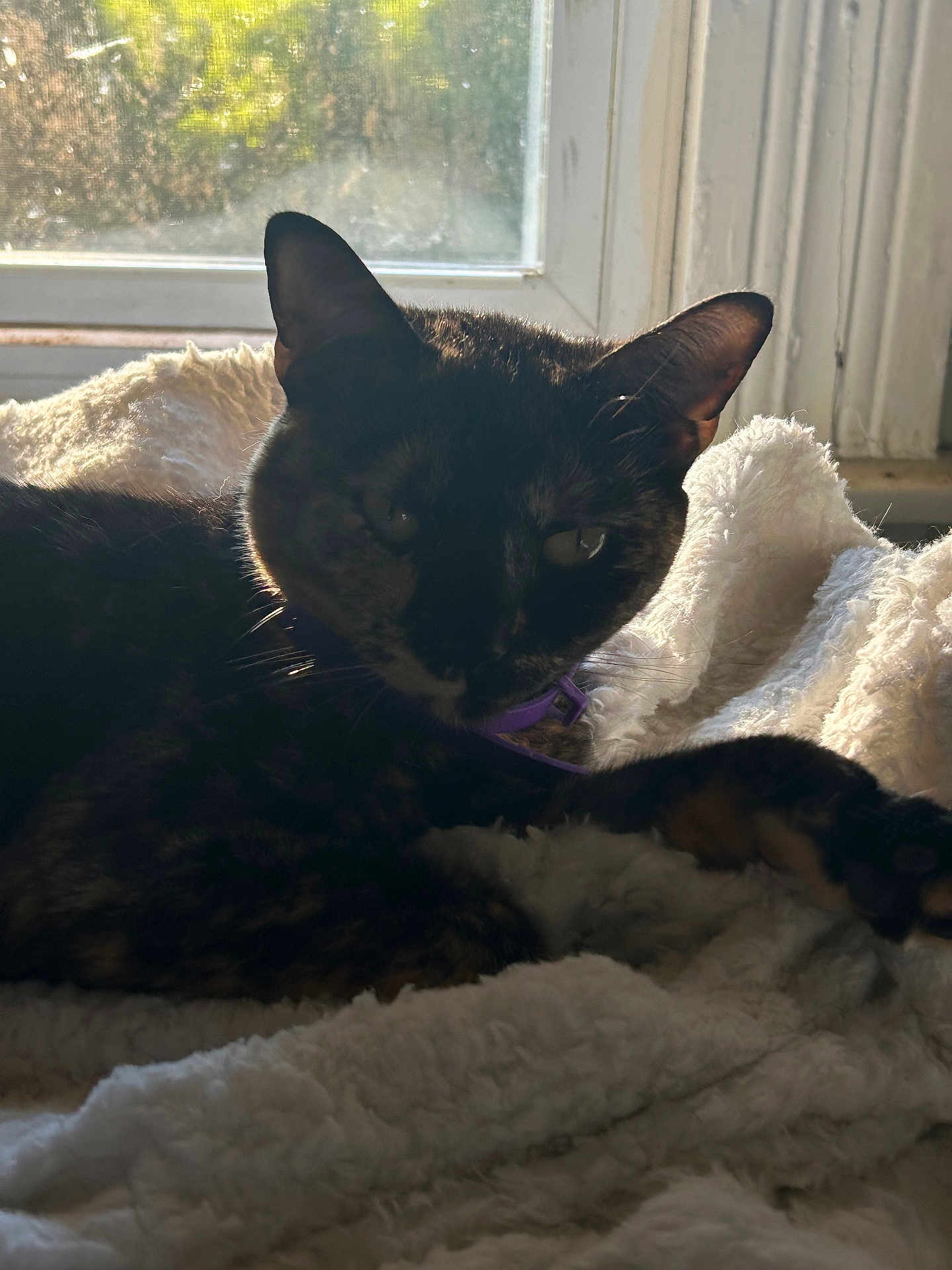 Cleo joined the competition — help win amazing prizes! cat, tortoiseshell, pet, animal, indoor, blanket, window, sunlight, cozy, fur, resting, domestic, purple_collar, whiskers, soft_texture, relaxing, shadow, closeup, eye, ear