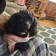 Molly is registered to the contest to win money with this photo: black_dog, close_up, cozy, curly_fur, cute, dog, floor, home, indoor, lap, looking_at_camera, person, pet, pink_tumbler, plaid_pants, poodle, rug, small_dog, sweater, wooden_furniture
