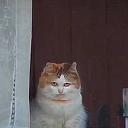 Phil is registered to the contest to win money with this photo: cat, calico, fluffy, curtain, indoor, pet, animal, feline, white, orange, brown, ears, face, whiskers, sitting, looking, window, domestic, cute, fur