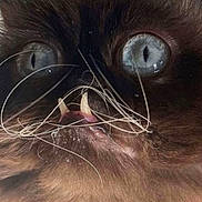 Shitaki is registered to the contest to win money with this photo: cat, close_up, blue_eyes, fangs, whiskers, fluffy, pet, animal, face, portrait, cute, funny_expression, indoor, mammal, whisker_tangle, feline, sharp_teeth, looking_up, fur, wide_eyes