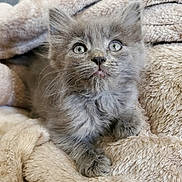 Guillermo is registered to the contest to win money with this photo: kitten, cat, pet, fluffy, grey_kitten, long_fur, whiskers, blue_eyes, paws, blanket, cozy, soft_texture, portrait, close_up, indoor, cute, curious, relaxed, fur, adorable