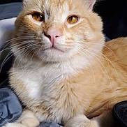 Shmeenie joined the competition — help win amazing prizes! cat, orange_cat, fluffy, pet, animal, feline, indoor, blanket, resting, cute, whiskers, ears, eyes, fur, closeup, portrait, relaxed, domestic_cat, cozy, soft