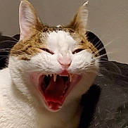 Koonies is registered to the contest to win money with this photo: cat, animal, pet, yawning, teeth, indoor, feline, white, brown, fur, mouth_open, resting, blanket, bed, cute, whiskers, ears, face, closeup, sleepy