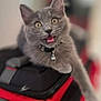cat, kitten, grey_cat, fur, collar, bell, bag, zipper, red_bag, surprised, wide_eyes, mouth_open, portrait, shallow_depth_of_field, indoor, pet, playful, whiskers, close_up, cute