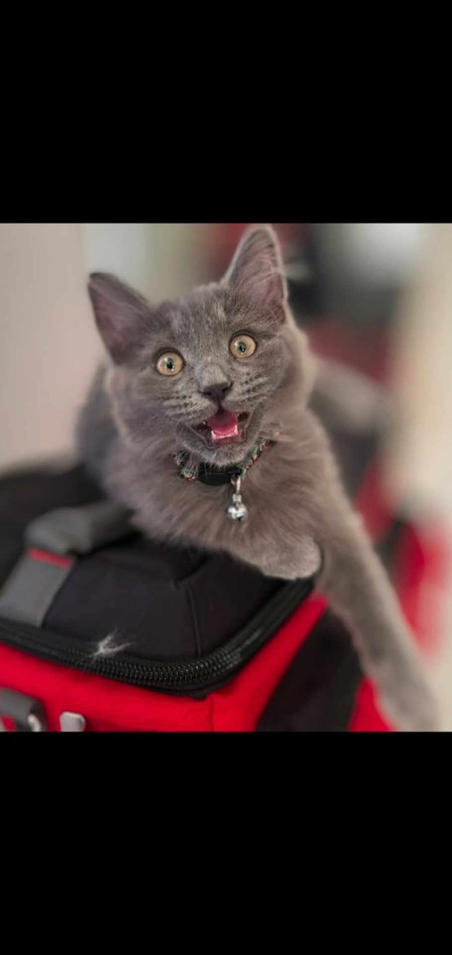 Gizmo is registered to the contest to win money with this photo: cat, kitten, grey_cat, fur, collar, bell, bag, zipper, red_bag, surprised, wide_eyes, mouth_open, portrait, shallow_depth_of_field, indoor, pet, playful, whiskers, close_up, cute