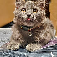 Gizmo joined the competition — help win amazing prizes! animal, cat, closeup, collar, cute, domestic_animal, feline, fur, gray_cat, indoor, kitten, paws, pet, playful, portrait, resting, soft_focus, tongue_out, whiskers, young_cat