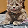 animal, cat, closeup, collar, cute, domestic_animal, feline, fur, gray_cat, indoor, kitten, paws, pet, playful, portrait, resting, soft_focus, tongue_out, whiskers, young_cat
