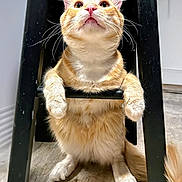 Shmeenie is registered to the contest to win money with this photo: cat, close_up, curious, domestic_cat, fluffy_fur, furniture, indoor, ladder, looking_up, orange_tabby, paws, pet, pink_nose, playful, portrait, sitting, stool, tabby, whiskers, wooden_floor