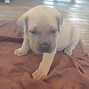 Ares a rejoint le concours — aidez-le/la à gagner de superbes lots ! puppy, dog, brown_blanket, wooden_floor, indoor, young, pet, cute, small, animal, fur, sitting, paw, face, ears, adorable, domestic, canine, floor, blanket