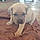 Ares