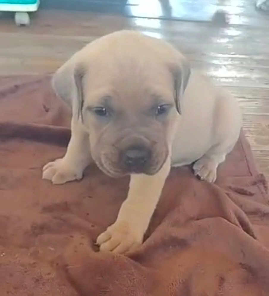 Ares a rejoint le concours — aidez-le/la à gagner de superbes lots ! puppy, dog, brown_blanket, wooden_floor, indoor, young, pet, cute, small, animal, fur, sitting, paw, face, ears, adorable, domestic, canine, floor, blanket