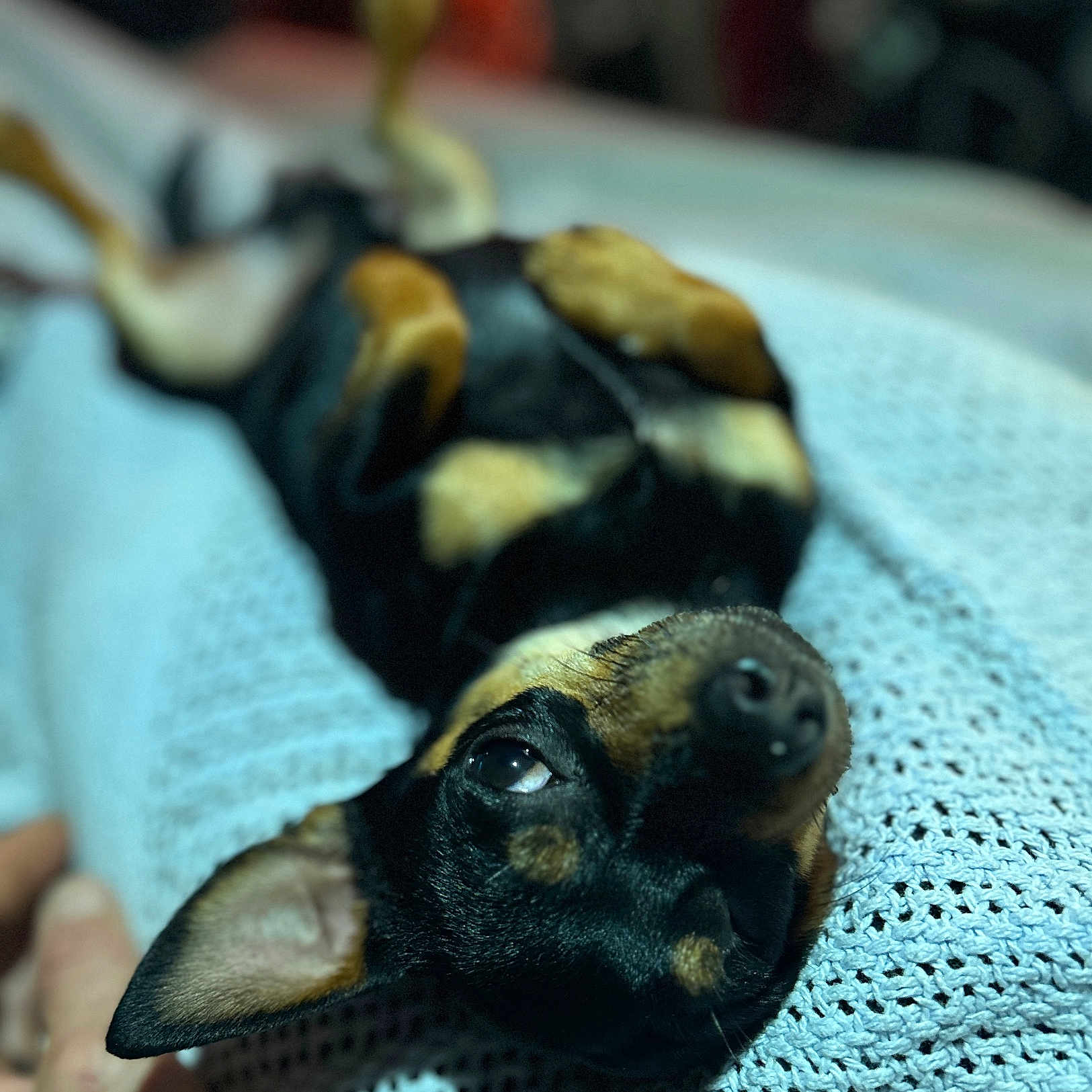 Djay is registered to the contest to win money with this photo: animal, black_and_tan, blanket, close_up, companion, cozy, cute, dog, domestic_animal, ears, fur, indoor, knitted, lying_down, nose, paw, pet, portrait, relaxed, resting