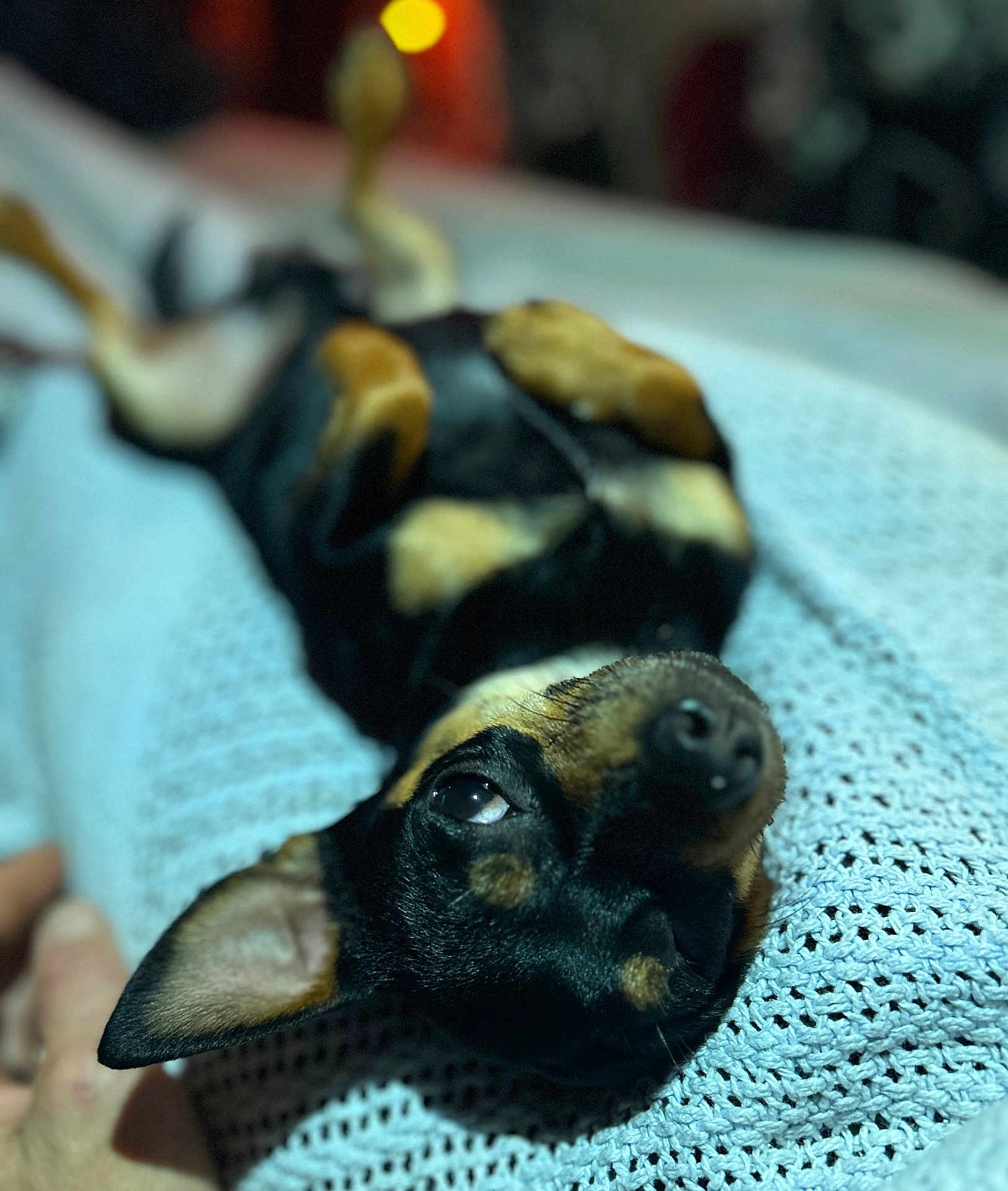 Djay is registered to the contest to win money with this photo: dog, pet, lying_down, blanket, knitted, cozy, relaxed, black_and_tan, ears, nose, paw, fur, indoor, close_up, portrait, animal, cute, domestic_animal, resting, companion