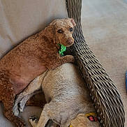 Chloe And Molly joined the competition — help win amazing prizes! beige, brown_dog, canine, chair, collar, companion, couch, cozy, dog, dogs, furniture, light_dog, outdoor, patio, pet, pillow, resting, sleeping, snuggling, wicker