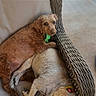 beige, brown_dog, canine, chair, collar, companion, couch, cozy, dog, dogs, furniture, light_dog, outdoor, patio, pet, pillow, resting, sleeping, snuggling, wicker