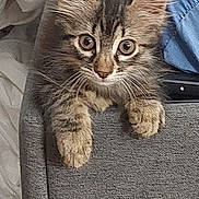 Mya participe au concours pour gagner de l'argent avec cette photo : kitten, cat, tabby, pet, animal, cute, fur, whiskers, ears, paws, indoor, curious, looking, closeup, young, mammal, feline, adorable, playful, texture