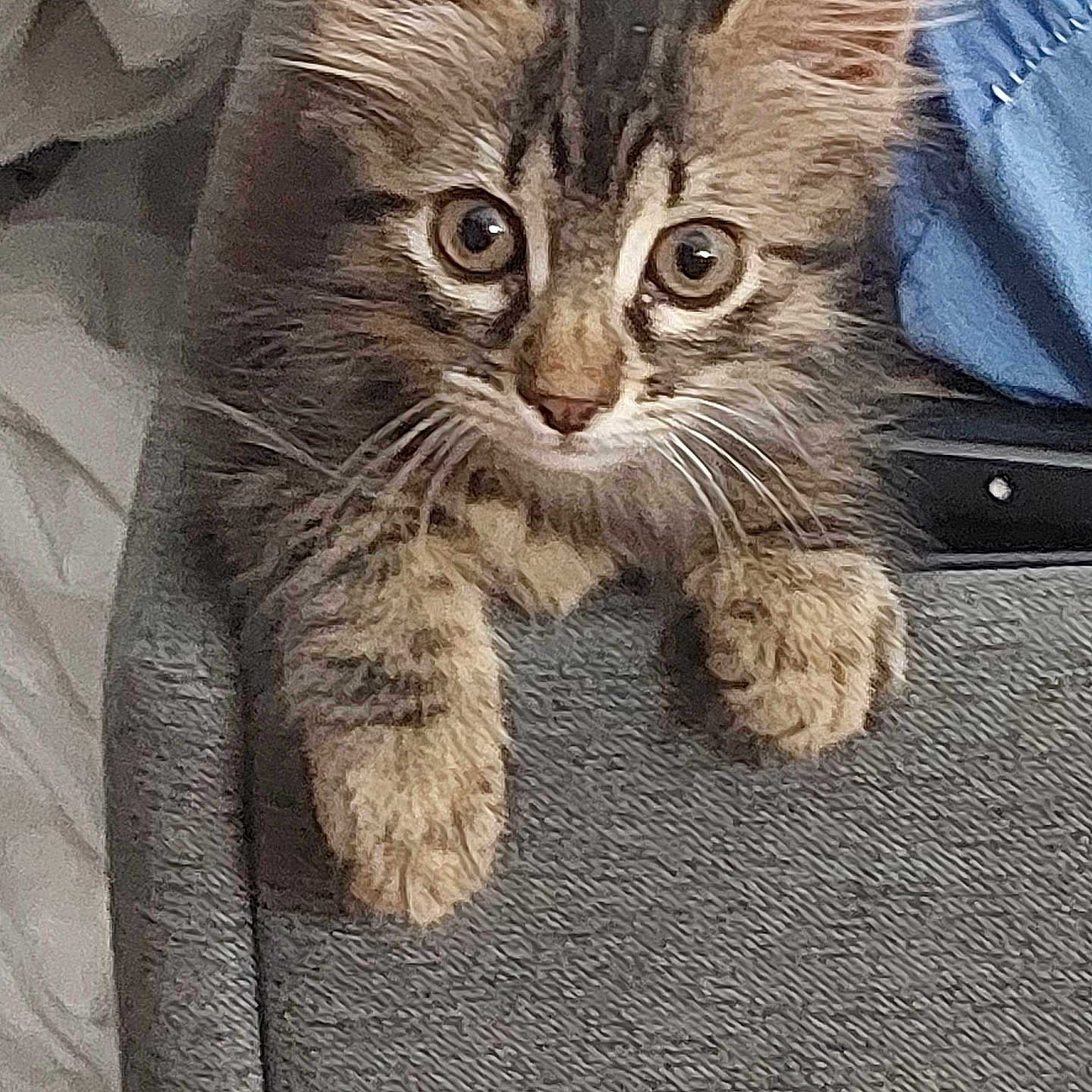 Mya