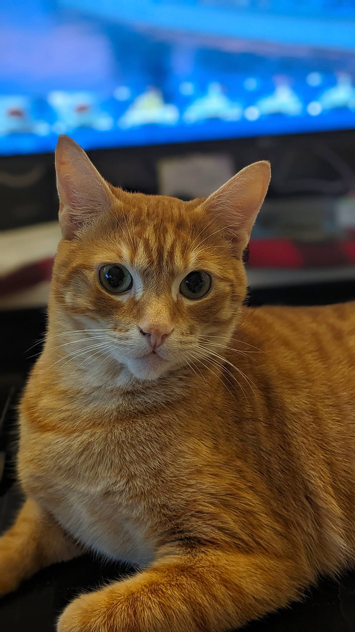 Draco is registered to the contest to win money with this photo: carnivore, cat, close_up, domestic_short_haired_cat, eye, fawn, felidae, fur, small_to_medium_sized_cats, snout, tail, terrestrial_animal, whiskers, wildlife, window