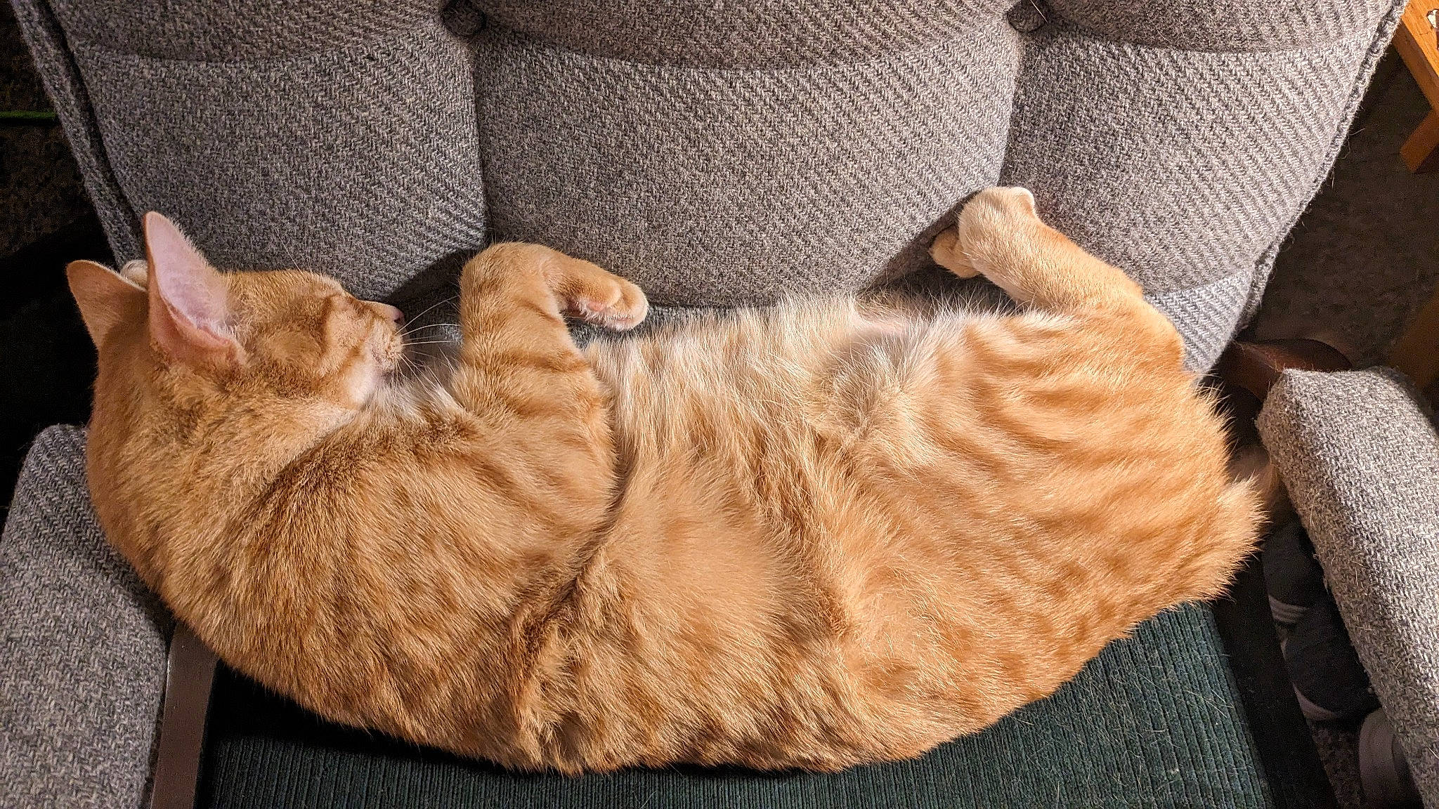 Draco is registered to the contest to win money with this photo: carnivore, cat, cat_bed, cat_supply, comfort, domestic_short_haired_cat, fawn, felidae, foot, fur, nap, paw, sleep, small_to_medium_sized_cats, tail, whiskers, wood