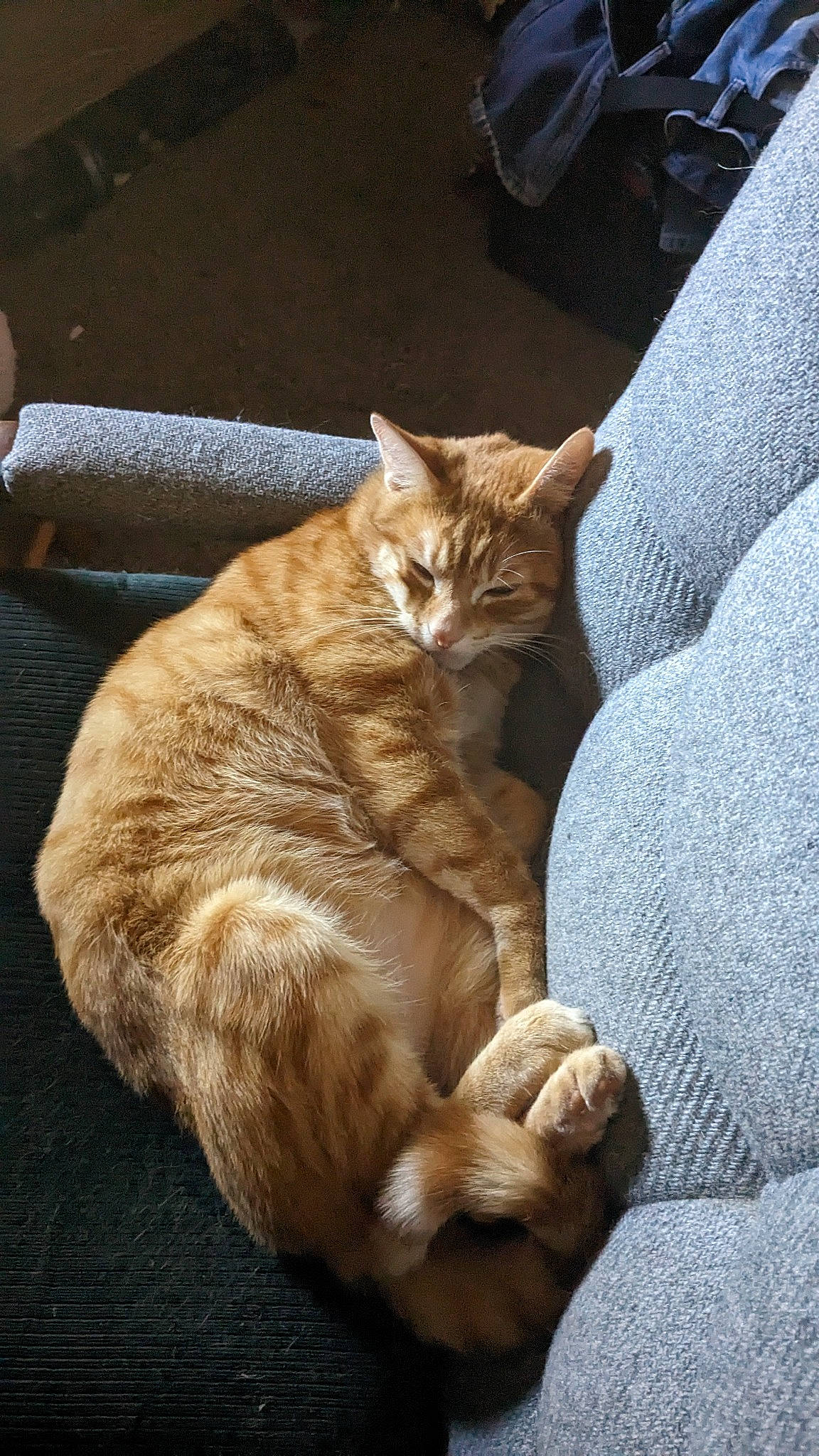 Draco is registered to the contest to win money with this photo: brown, carnivore, cat, claw, comfort, domestic_short_haired_cat, fawn, felidae, fur, human_leg, paw, road_surface, sitting, small_to_medium_sized_cats, snout, tail, terrestrial_animal, whiskers, window, wood