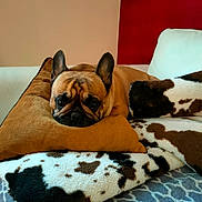 Pinky participe au concours pour gagner de l'argent avec cette photo : dog, french_bulldog, pillow, blanket, couch, resting, indoors, brown, white, black, pattern, fur, pet, animal, cute, face, ears, cozy, home, relaxed