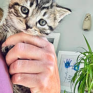 Stormy is registered to the contest to win money with this photo: animal, artwork, bracelet, cat, close_up, curious, cute, domestic, feline, framed_picture, furniture, hand, home, indoor, kitten, person, pet, plant, purple_shirt, tabby