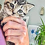 animal, artwork, bracelet, cat, close_up, curious, cute, domestic, feline, framed_picture, furniture, hand, home, indoor, kitten, person, pet, plant, purple_shirt, tabby
