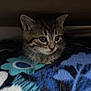 Stormy is registered to the contest to win money with this photo: animal, blanket, blue, cat, cozy, curious, cute, feline, floral_pattern, fur, indoors, kitten, pet, resting, shadow, small, tabby, teal, whiskers, young